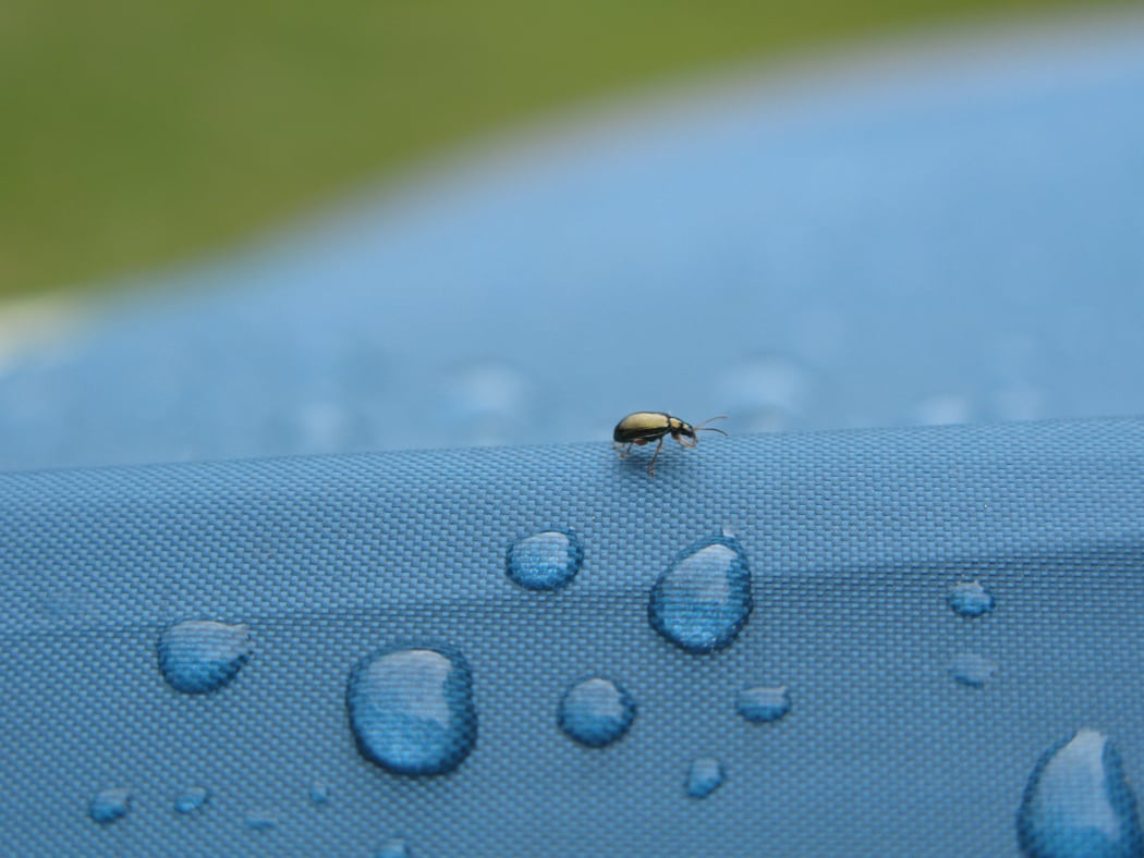 bug on tarp canvas
