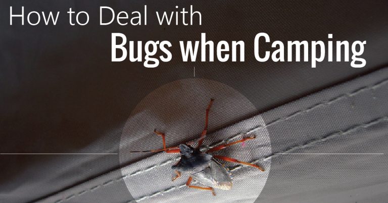 how-to-deal-with-bugs-camping