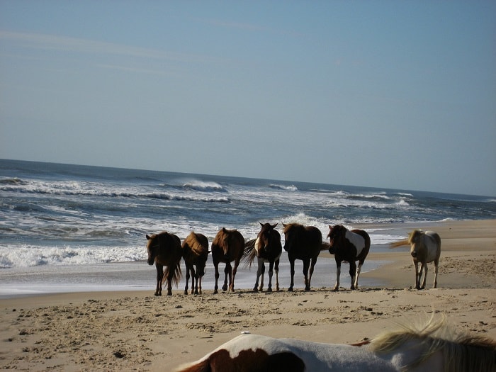 assateague-island-national-seashore