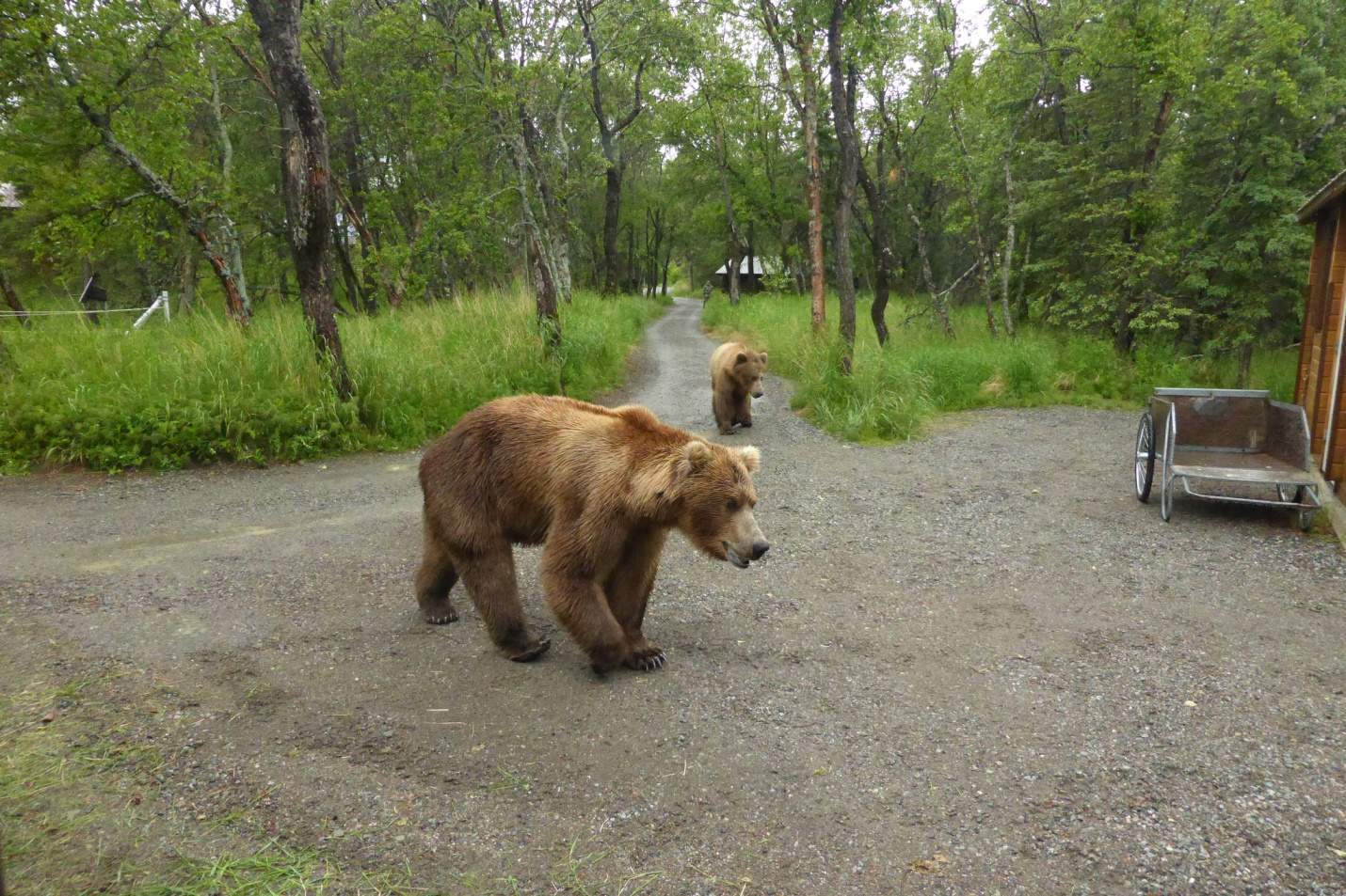 bears coming through camp.jpg