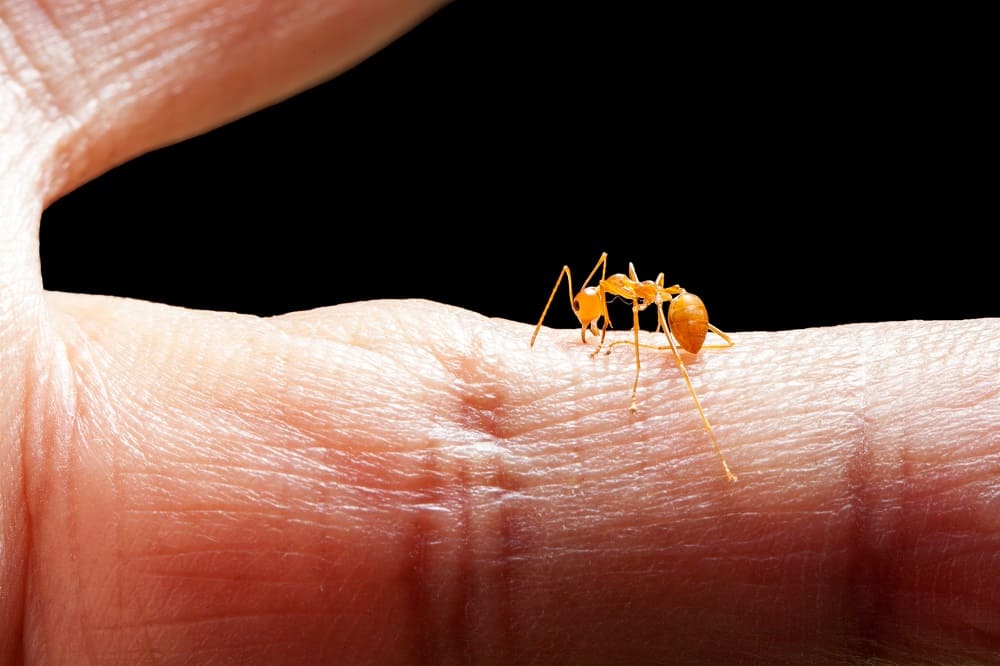 Angry ant biting human skin