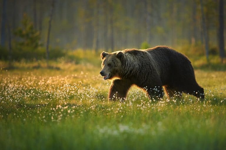 Male Brown Bear