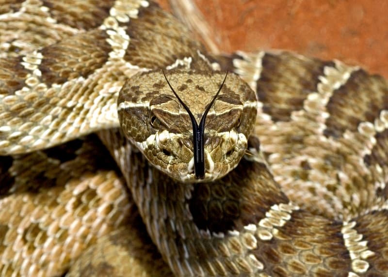 A Prairie Rattlesnake, Crotalus Viridis Viridis