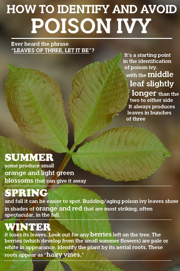 How-to-identify-and-avoid-Poison-ivy