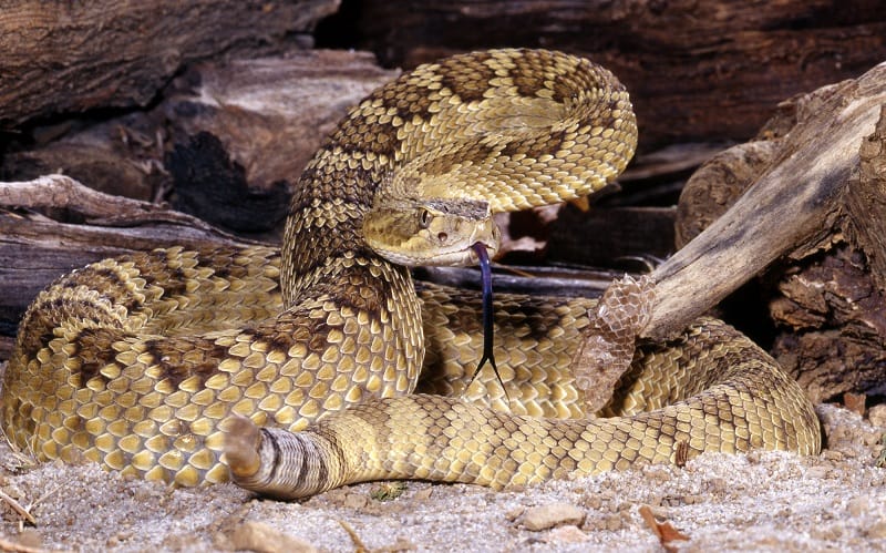 Mojave Rattlesnake