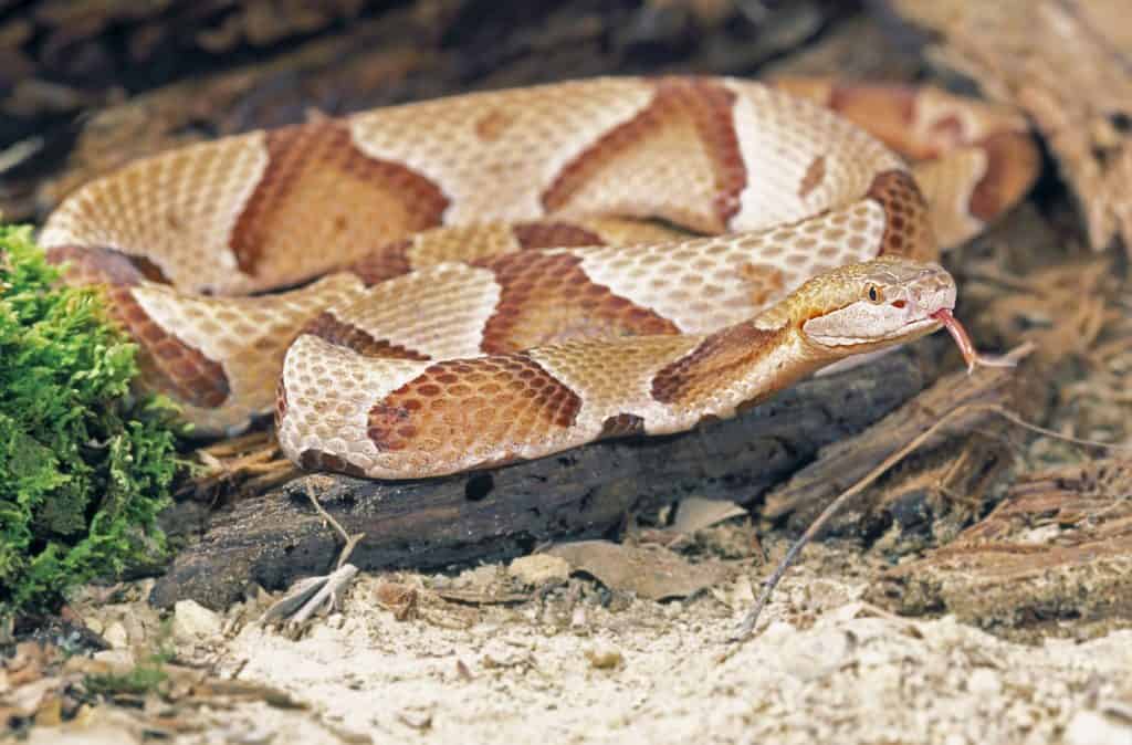 Northern Copperhead Snake
