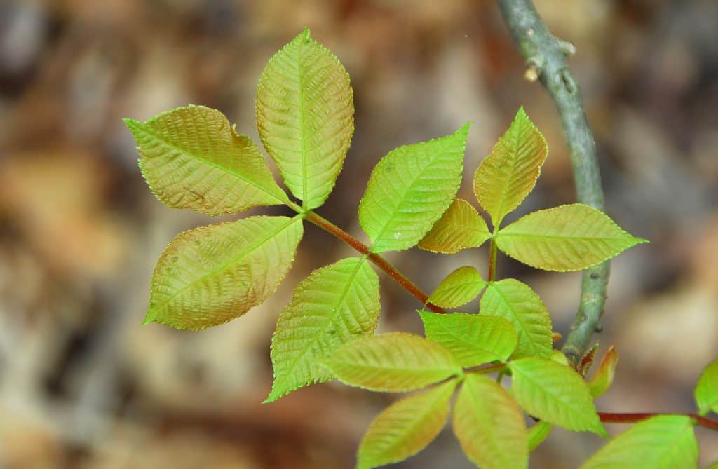 poison ivy Leaves with yellow tint