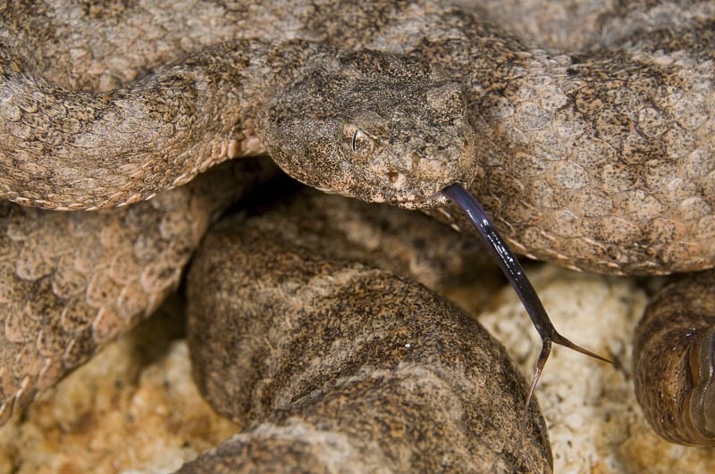 Tiger Rattlesnake (Crotalus Tigris)