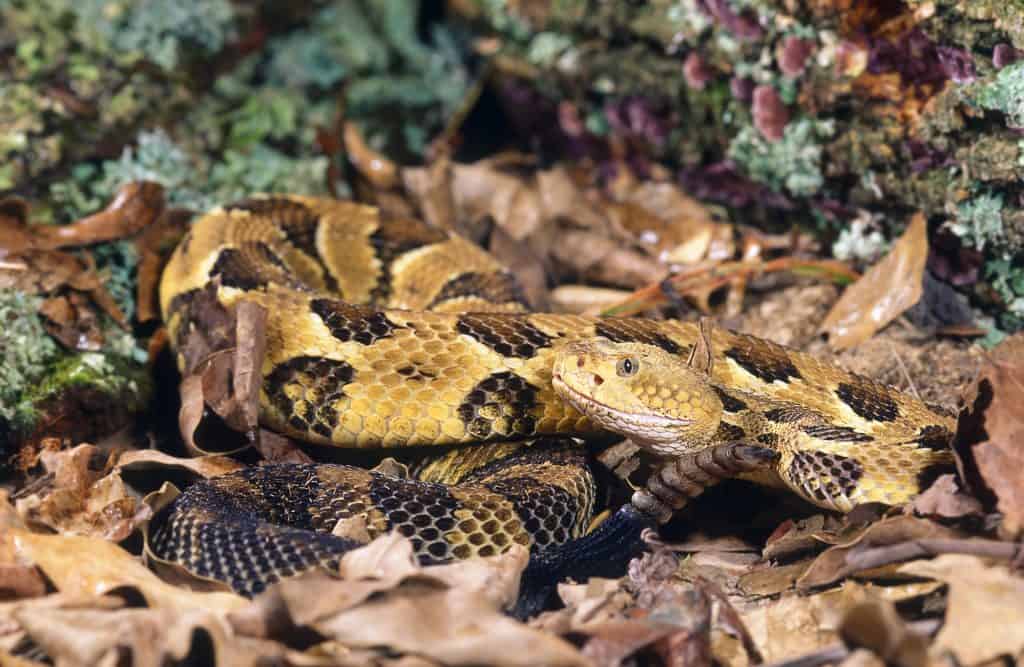 Timber Rattlesnake