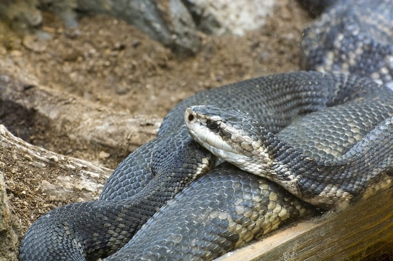 Head of a water moccasin (Agkistrodon piscivorus)