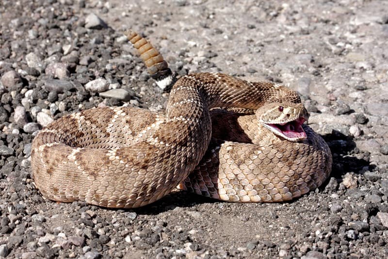 Western Diamondback Rattlesnake (Crotalus atrox) coiled to strike