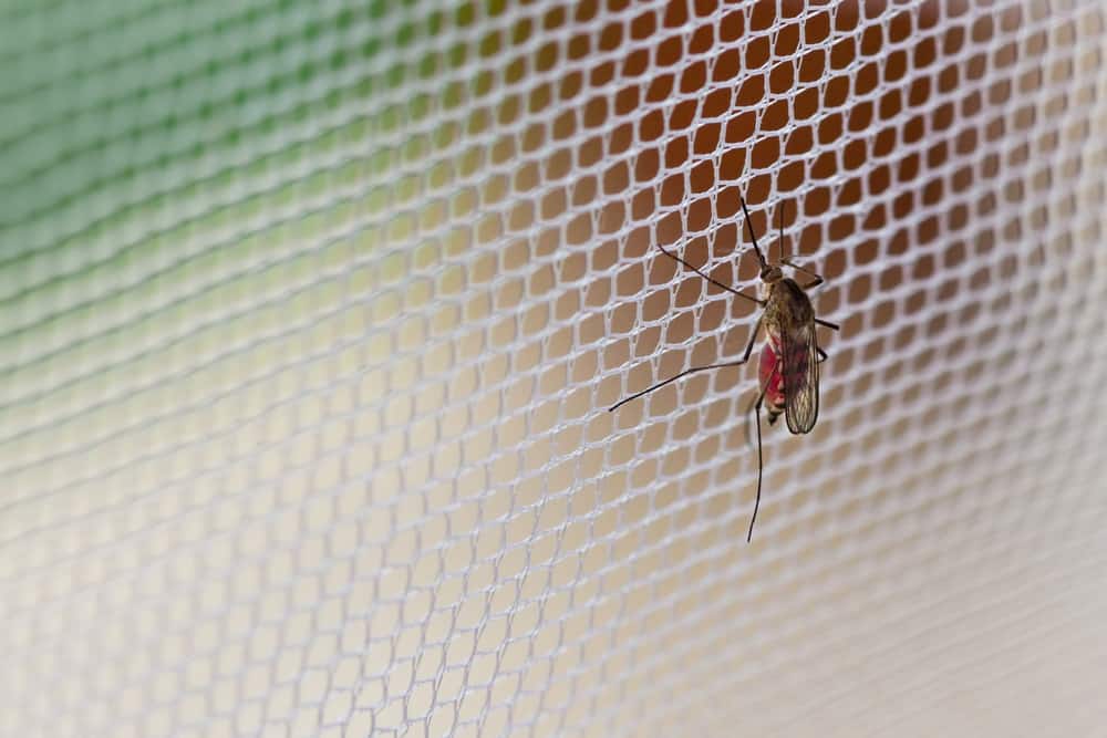 Mosquito on a net