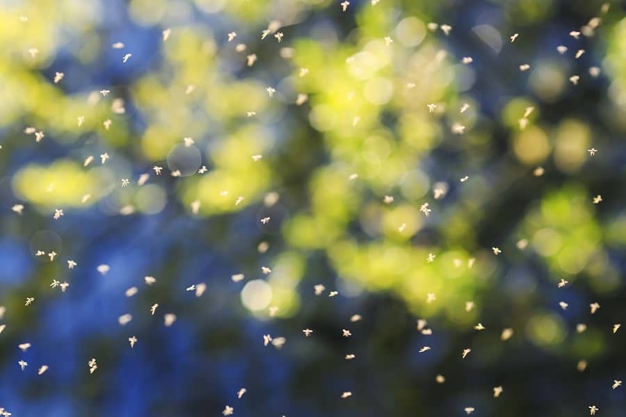 swarm of numerous insects mosquitoes flies through the air 